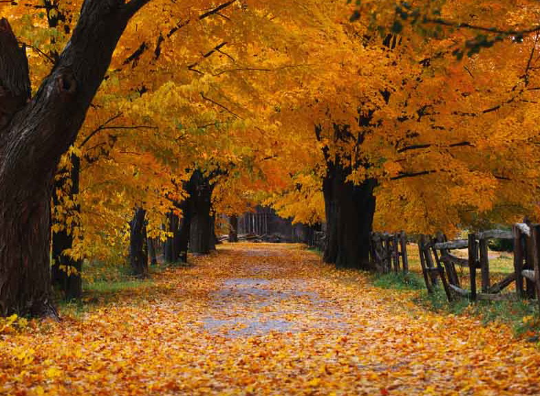 Autumn