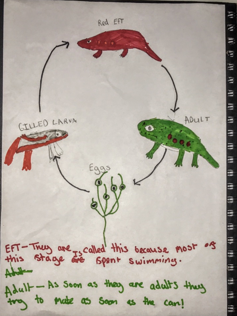 Chameleon Life Cycle : Omar sayed & kunal roy]. - Goimages Thevirtual
