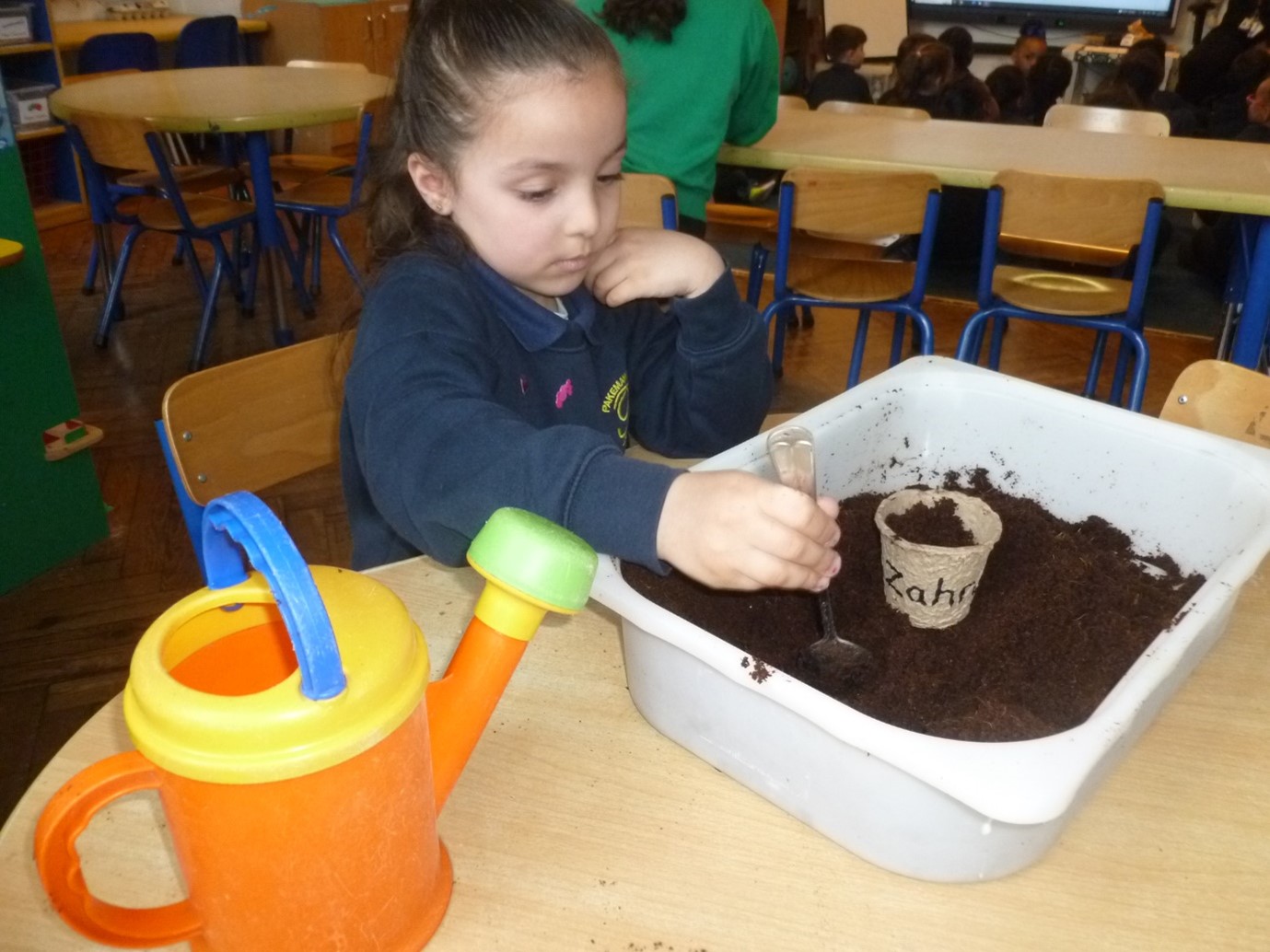 Growing Sunflowers - Pakeman Primary School